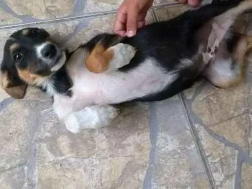 Cachorro ra a Mestiços  idade 2 a 6 meses nome Sem nome 