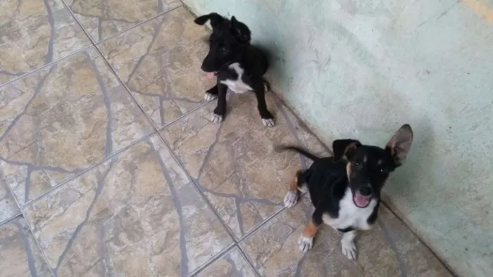 Cachorro ra a Mestiços  idade 2 a 6 meses nome Sem nome 