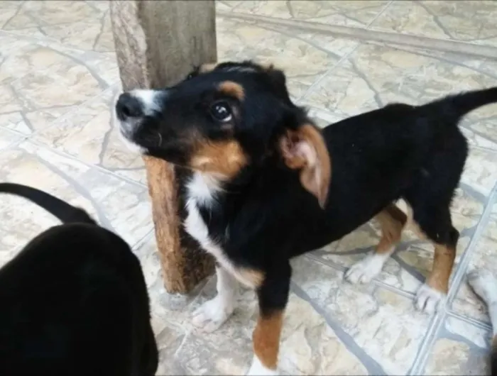 Cachorro ra a Mestiços  idade 2 a 6 meses nome Sem nome 