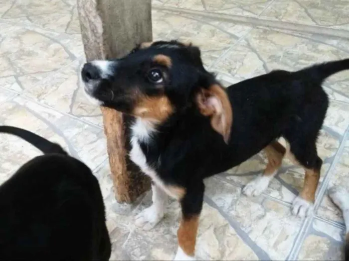 Cachorro ra a Mestiços  idade 2 a 6 meses nome Sem nome 