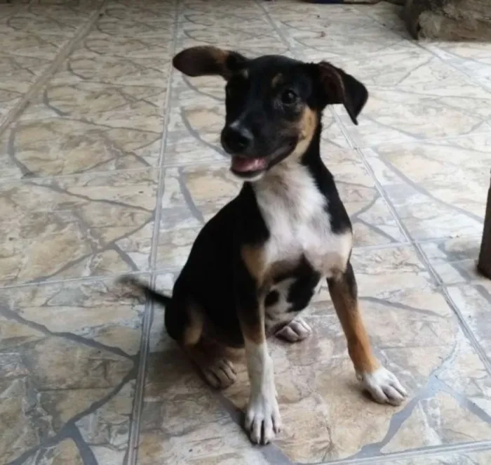Cachorro ra a Mestiços  idade 2 a 6 meses nome Sem nome 