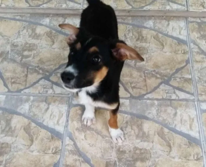 Cachorro ra a Mestiços  idade 2 a 6 meses nome Sem nome 
