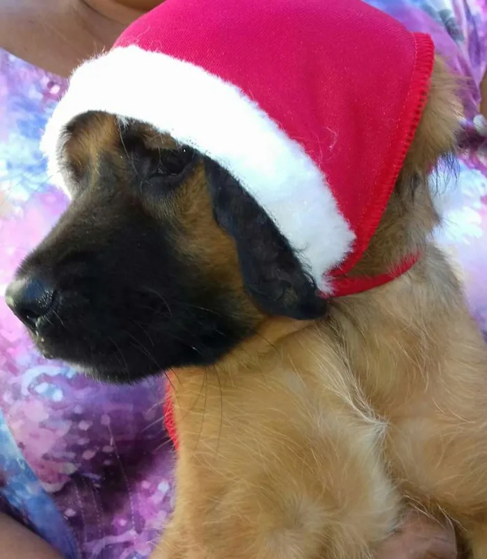 Cachorro raça Srd idade 2 a 6 meses nome A definir
