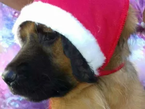 Cachorro raça Srd idade 2 a 6 meses nome A definir