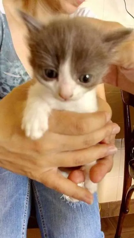 Gato ra a srd idade Abaixo de 2 meses nome Filhote 1