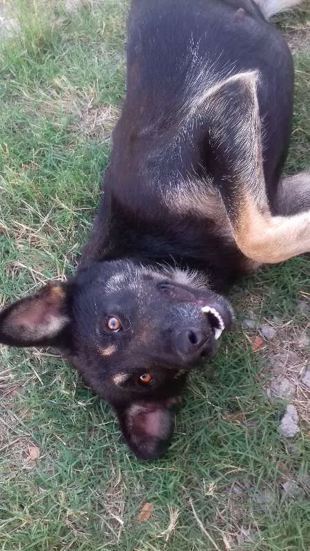 Cachorro ra a labrador com akita idade 2 anos nome sol