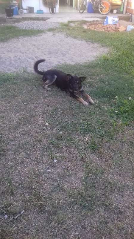 Cachorro ra a labrador com akita idade 2 anos nome sol