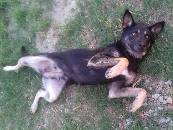 Cachorro ra a labrador com akita idade 2 anos nome sol