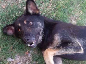 Cachorro raça labrador com akita idade 2 anos nome sol