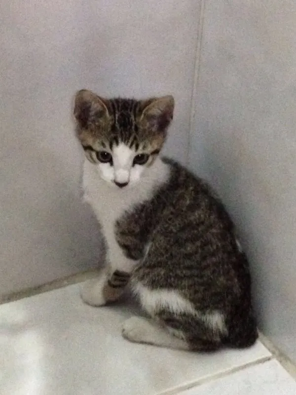 Gato ra a SRD idade 2 a 6 meses nome Sem nome
