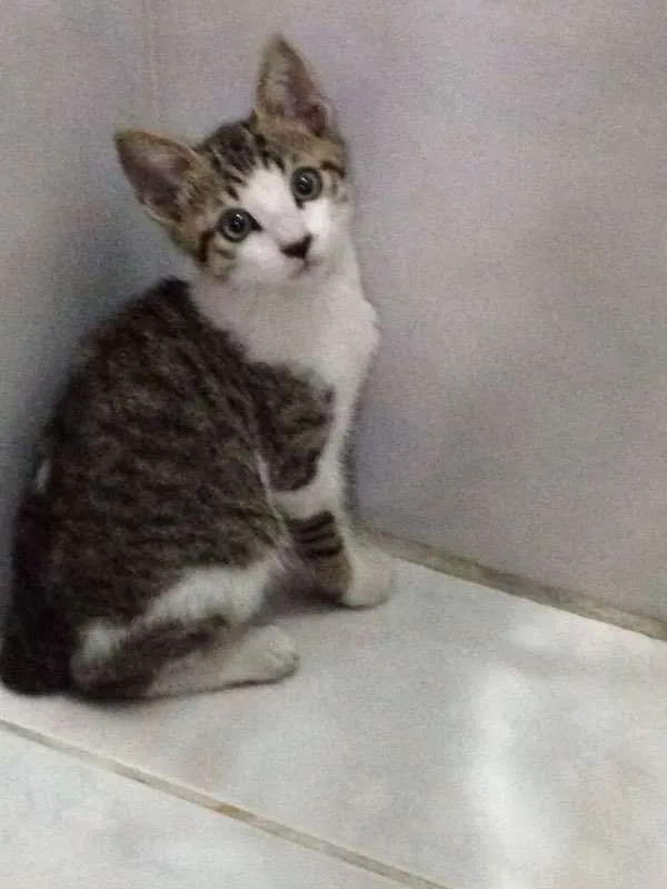 Gato ra a SRD idade 2 a 6 meses nome Sem nome