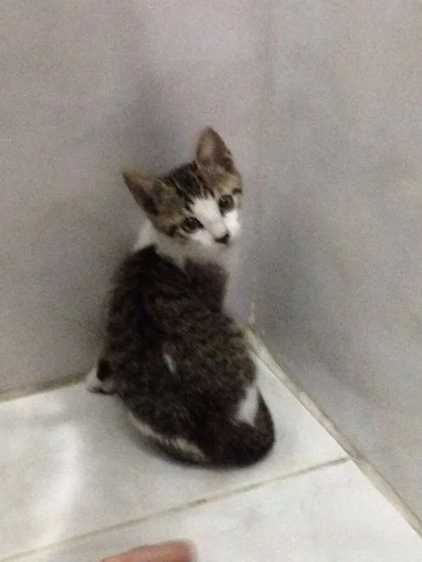 Gato ra a SRD idade 2 a 6 meses nome Sem nome