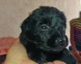 5 irmãzinhas