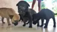 5 irmãzinhas