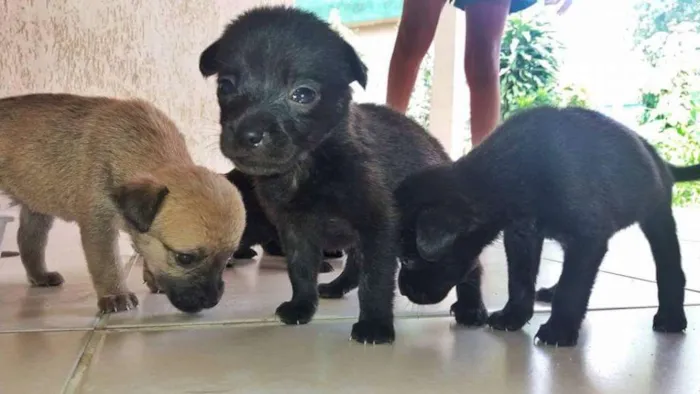 Cachorro raça Indefinida idade Abaixo de 2 meses nome 5 irmãzinhas