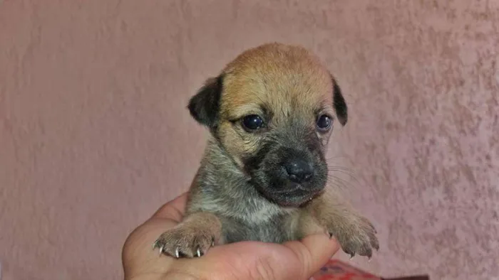 Cachorro raça Indefinida idade Abaixo de 2 meses nome 5 irmãzinhas