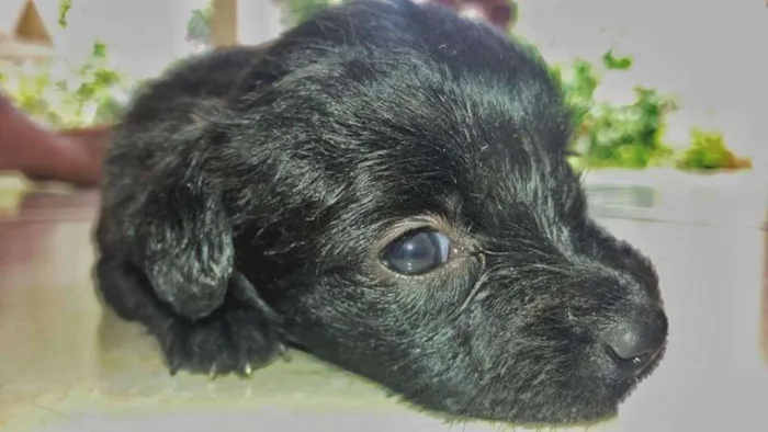 Cachorro raça Indefinida idade Abaixo de 2 meses nome 5 irmãzinhas