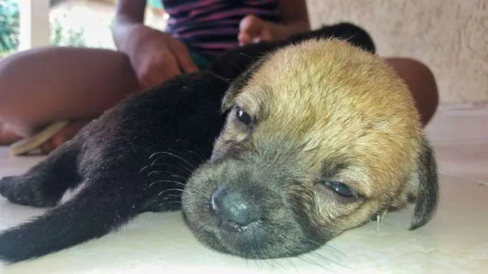 Cachorro raça Indefinida idade Abaixo de 2 meses nome 5 irmãzinhas