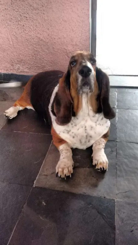 Cachorro ra a Basset Hound idade 6 ou mais anos nome Nina