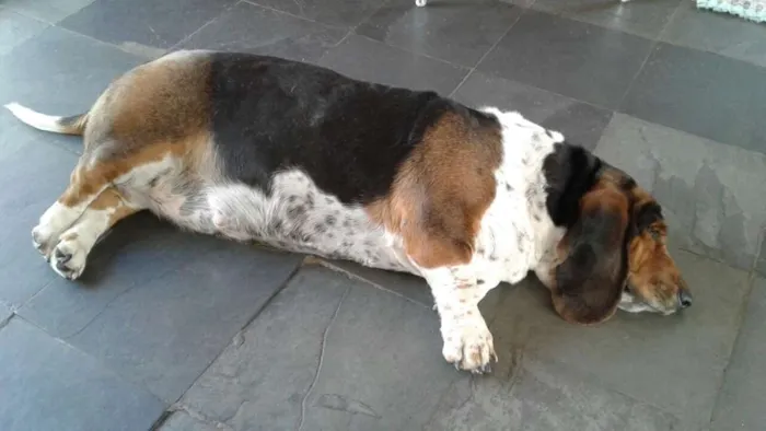 Cachorro ra a Basset Hound idade 6 ou mais anos nome Nina
