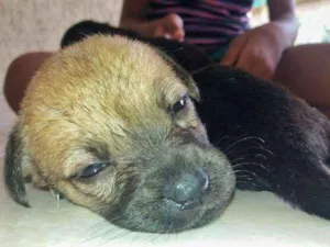 Cachorro raça Indefinida idade Abaixo de 2 meses nome 5 irmãzinhas
