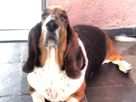 Cachorro ra a Basset Hound idade 6 ou mais anos nome Nina