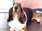 Cachorro raça Basset Hound idade 6 ou mais anos nome Nina