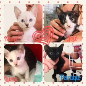 Gato raça SRD idade  nome Patota Cats