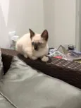 Stella