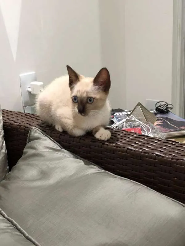 Gato ra a Siamês idade 2 a 6 meses nome Stella