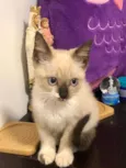 Stella