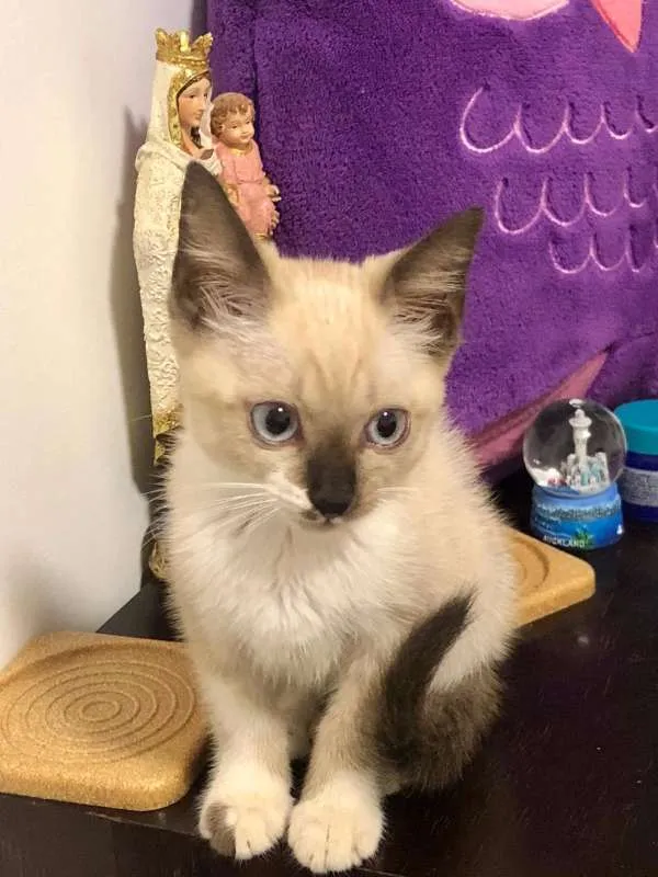 Gato ra a Siamês idade 2 a 6 meses nome Stella