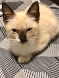 Stella