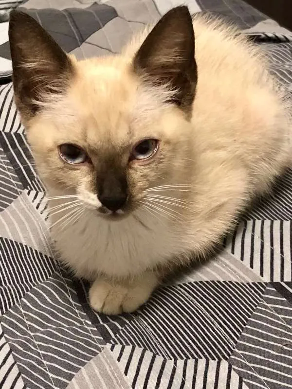 Gato ra a Siamês idade 2 a 6 meses nome Stella