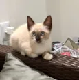 Stella