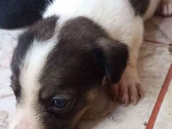 Cachorro ra a N idade Abaixo de 2 meses nome Pepe
