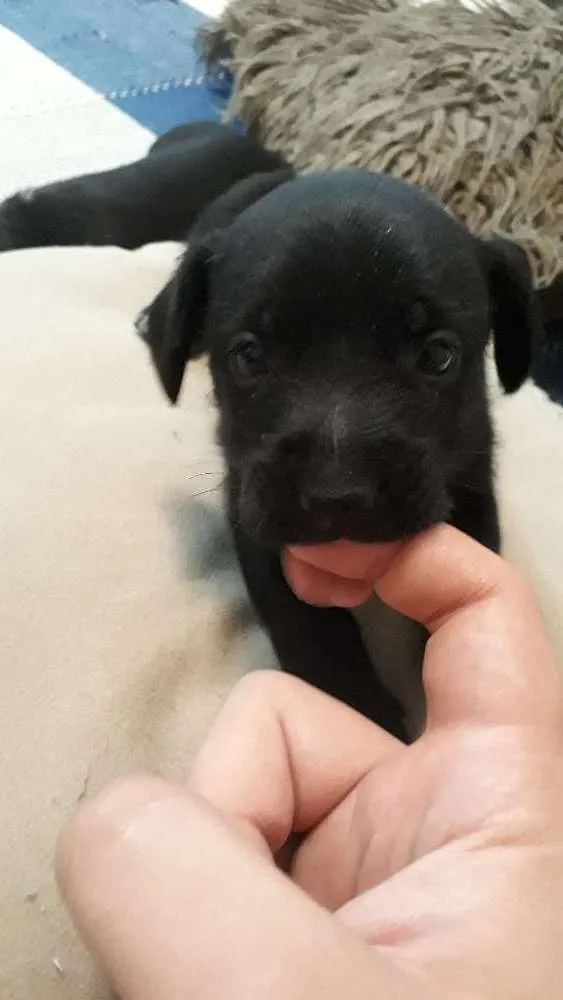 Cachorro ra a Sem raca  idade Abaixo de 2 meses nome Sem nome