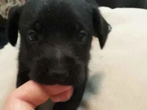 Cachorro raça Sem raca  idade Abaixo de 2 meses nome Sem nome