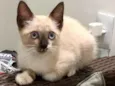 Stella