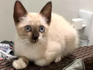 Gato raça Siamês idade 2 a 6 meses nome Stella