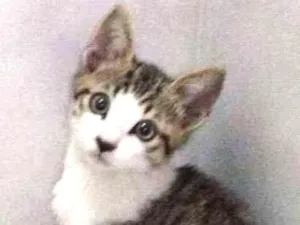 Gato raça SRD idade 2 a 6 meses nome Sem nome