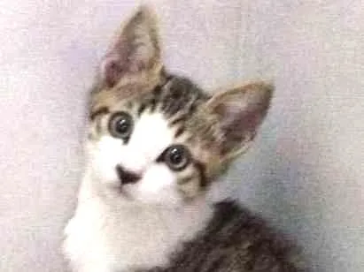 Gato ra a SRD idade 2 a 6 meses nome Sem nome