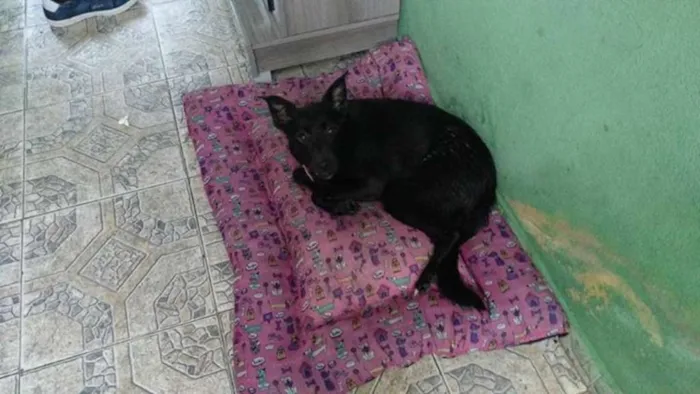 Cachorro ra a SRD idade 2 a 6 meses nome Sem Nome