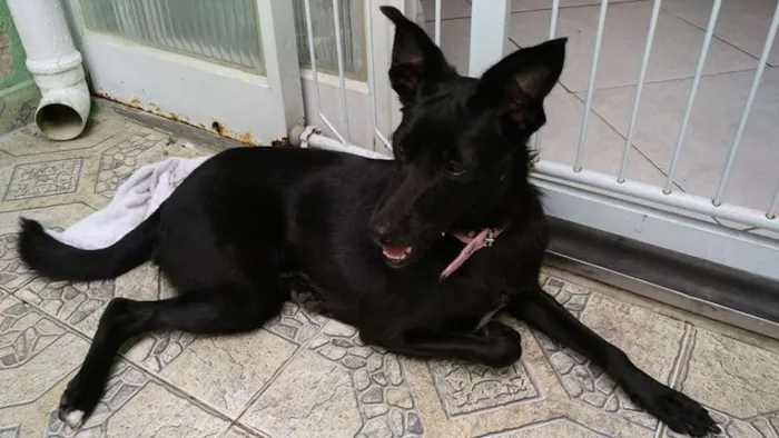 Cachorro ra a SRD idade 2 a 6 meses nome Sem Nome