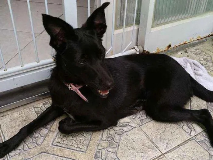 Cachorro ra a SRD idade 2 a 6 meses nome Sem Nome