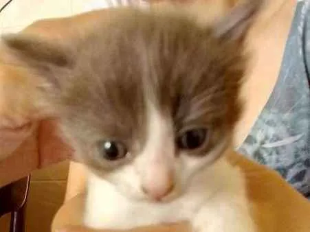 Gato ra a srd idade Abaixo de 2 meses nome Filhote 1