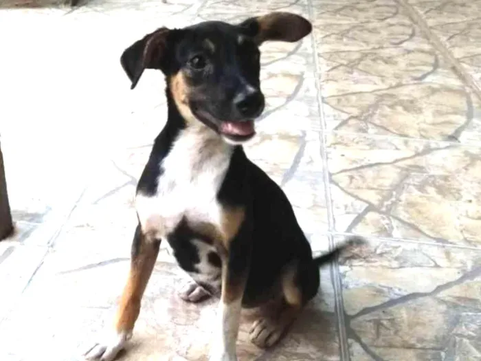 Cachorro ra a Mestiços  idade 2 a 6 meses nome Sem nome 