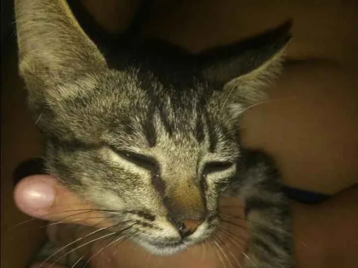 Gato ra a Viralata idade Abaixo de 2 meses nome Aina