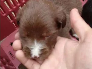 Cachorro raça Vira lata  idade Abaixo de 2 meses nome Ainda não tem 
