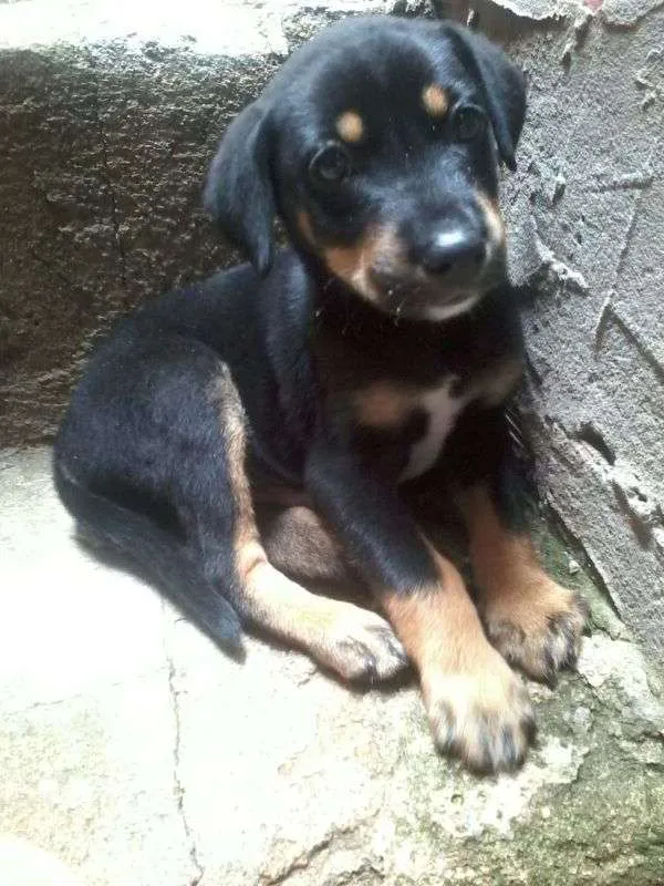 Cachorro ra a vira-lata idade Abaixo de 2 meses nome J-Hope